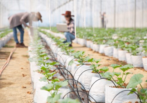 Quais os diferenciais dos fertilizantes solúveis em água?