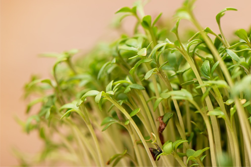 O nitrogênio é o elemento que mais participa no desenvolvimento das plantas.