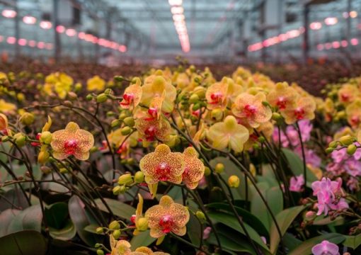 A cultura de Orquídeas